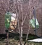 photos of Pop Bottle Bird Feeder