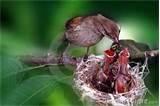 Bird Feeding Baby pictures