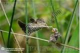 Bird Feeding Baby