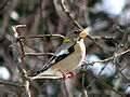 Ground Bird Feeders images Ground Bird Feeders images