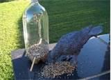 Pop Bottle Bird Feeder images