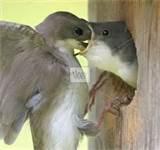 pictures of Bird Feeding Baby