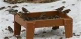 Ground Bird Feeders images Ground Bird Feeders images