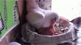 Bird Feeding Baby Bird Feeding Baby