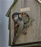 Bird Feeding Baby