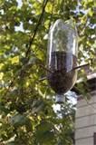 images of Bottle Bird Feeders