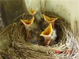 What To Feed Baby Birds Photos