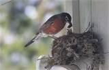 Bird Feeding Baby photos