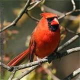 Ground Bird Feeder Images Ground Bird Feeder Images