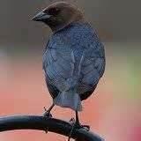 Pictures of Ground Bird Feeder Pictures of Ground Bird Feeder