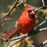 Photos of Ground Bird Feeder