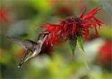 Feeding Humming Birds images Feeding Humming Birds images
