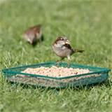 Ground Bird Feeder Images