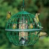 Bird Seed Feeder Photos Bird Seed Feeder Photos