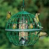 Bird Seed Feeder Photos