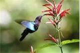 photos of Feeding Humming Birds photos of Feeding Humming Birds