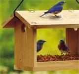 Blue Bird Feeders