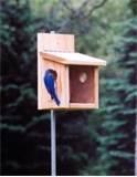 Blue Bird Feeders pictures