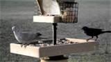 Photos of Ground Bird Feeder