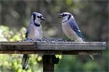 photos of Blue Bird Feeders