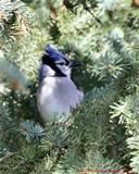 Blue Bird Feeders photos