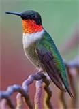 Feeding Humming Birds Feeding Humming Birds