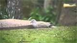 Pictures of Ground Bird Feeder