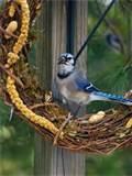 Blue Bird Feeders