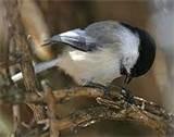 Images of Bird Seed Feeder Images of Bird Seed Feeder