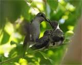 Feeding Humming Birds images Feeding Humming Birds images