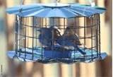 Blue Bird Feeders pictures