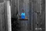 Blue Bird Feeders Blue Bird Feeders
