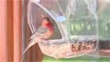 Bird Seed Feeder Photos Bird Seed Feeder Photos