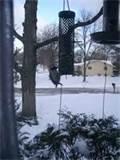 Photos of Bird Seed Feeder