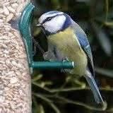 images of Blue Bird Feeders