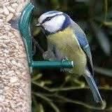 images of Blue Bird Feeders images of Blue Bird Feeders