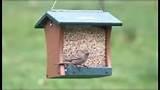 Photos of House Bird Feeder Photos of House Bird Feeder