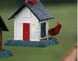 Cardinal Bird Feeder Pictures