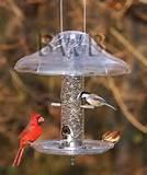 Pictures of Cardinal Bird Feeder