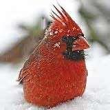 Cardinal Bird Feeder Pictures