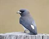 Large Bird Feeders Photos Large Bird Feeders Photos
