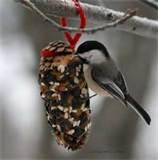 Homemade Bird Feeders Pictures