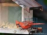 Images of Cardinal Bird Feeder