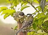 Pictures of Feeding Baby Birds