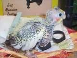 Pictures of Hand Feeding Baby Birds