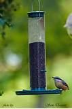 Large Bird Feeders Photos