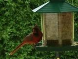 Images of Cardinal Bird Feeder