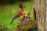 Feeding Baby Birds Images