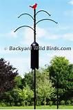 Cardinal Bird Feeder