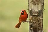 Cardinal Bird Feeder Cardinal Bird Feeder